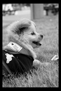 犬初在线观看,在线观看，揭秘神秘犬界传奇